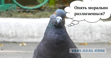 Жизнь Москвича. Как и зачем? Что там такого?