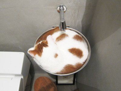 Коты из сети