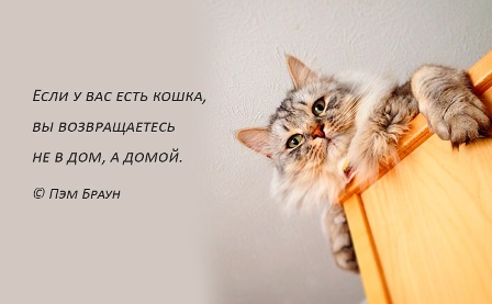 20 мест, в которых не должно было быть кота, но вот он