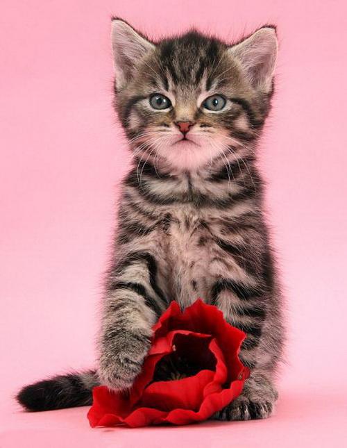 Коты и Кошки