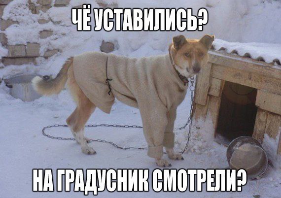 Подборка забавных животных