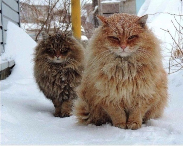 Прикольных котов пост