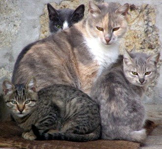 Коты на вторник на ЯПлакалъ (07.10.2008)