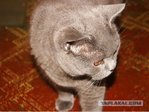 Котовторник на горячее - 20.07.2010