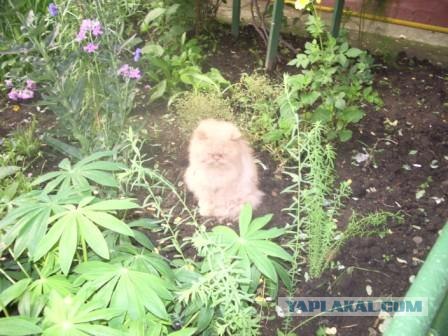 Котовторник - С праздником, котоводы!