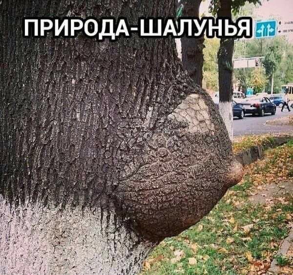 Картинки юморные и тексты 10.10