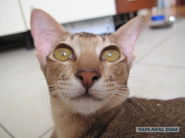 Котовторник, для любителей кошек