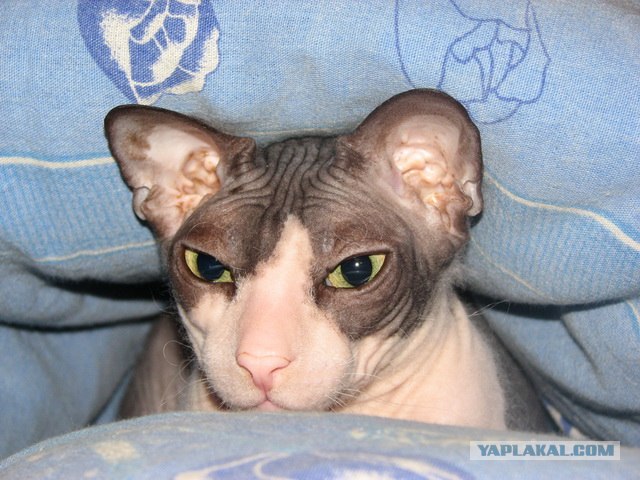 Котовторник 06.09.11