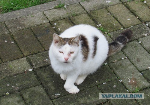 Котовторник 13.12.11 - магическе числа