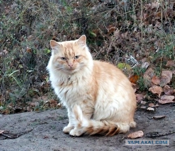 Котовторник 27.12.11