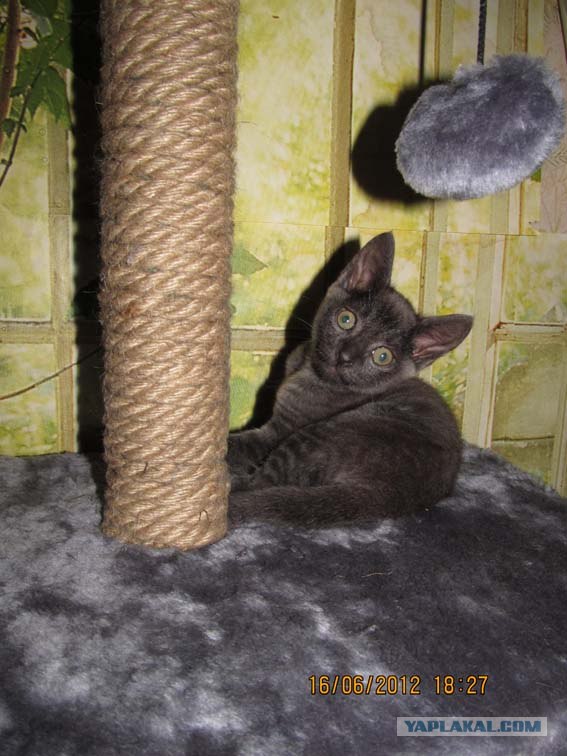 Котовторник на 26.06.12