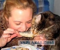 Котэ в кредит