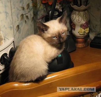 Ну, поехали в котоввторник!