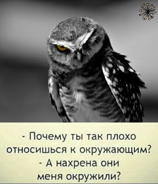 Почему вы такие плохие. Фразы. Почему вы такие плохие. Почему вы просите такую высокую зарплату не имея соответствующего. Зачем ты такой злой, как собака?.