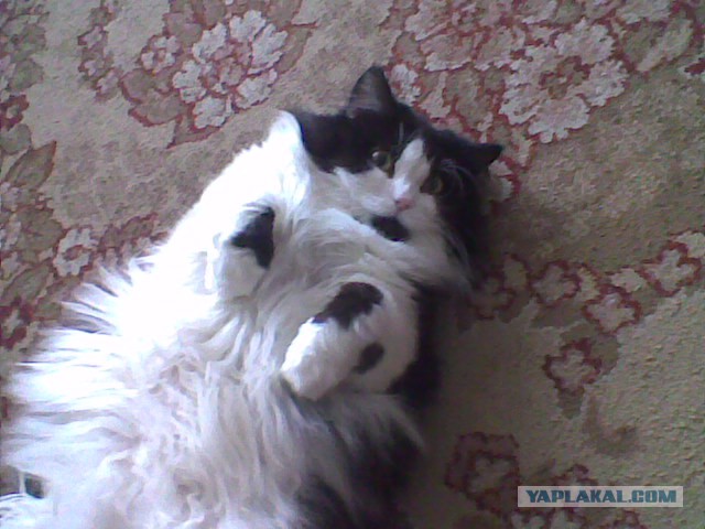 Котовторник 12.11.2013