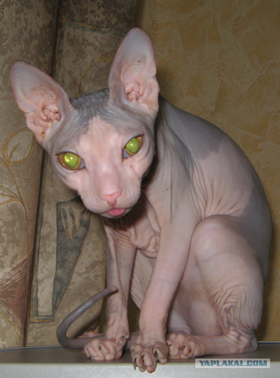 Котики (осторожно,не мими)