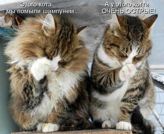 Сегодня мыли котов :3