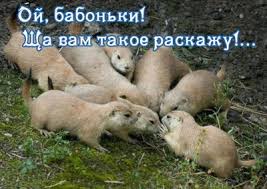 Добряки, плюсующие всех подряд