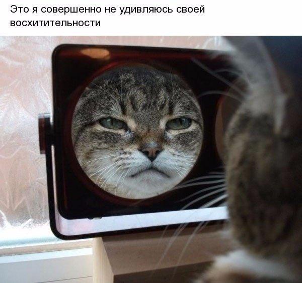 Мохнатые беспредельщики