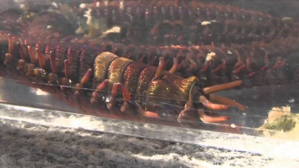 Тиранозавр среди морских червей, или как увидеть червя Боббита