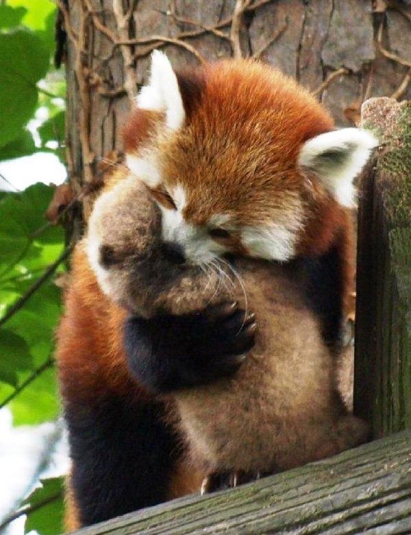 Самые смешные животные
