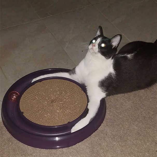 Коты и Кошки