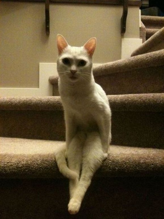 Коты и Кошки