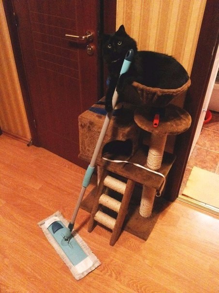 Коты и Кошки