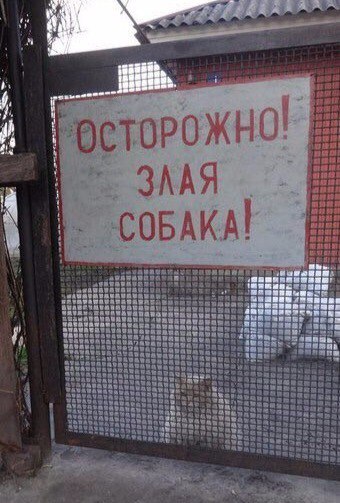 20 шикарных фотографий, в которых вся суть котов