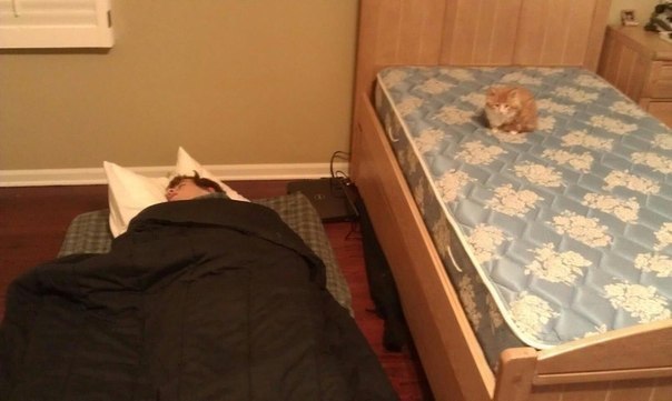 Коты и Кошки
