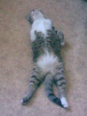 Прикольные коты на среду! ОЧЕНЬ МНОГО!