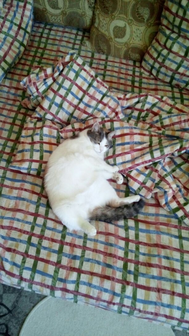 Котовторник 26.06.2018