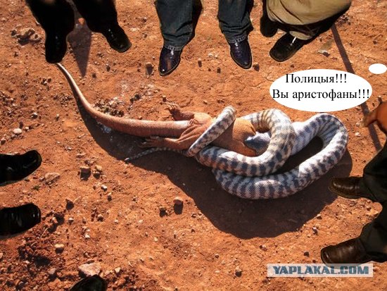 Змея против игуаны