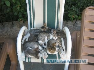 Котовторник 15.02.2011