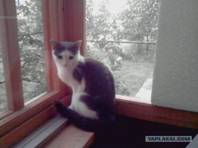 Десантный котовторник