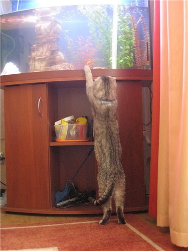 Котовторник (10.01.2012)