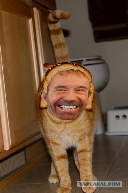Хлебно-кошачья мода
