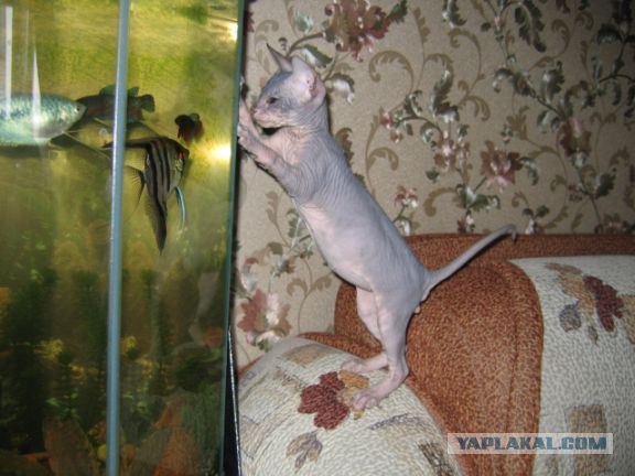 Котовторник 22.05.2012