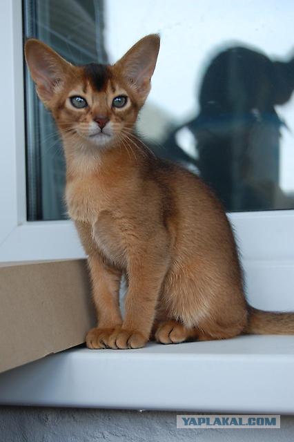 Котовторник 11.09.2012