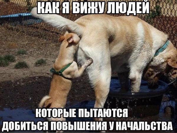 Картинки с надписями, истории и анекдоты