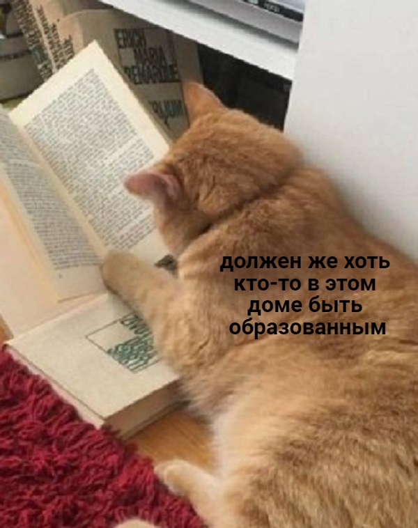 Забавные фото котеек