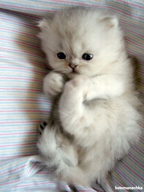 Забавные фото котеек