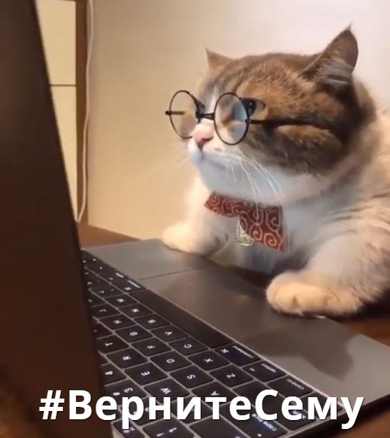 Помогите вернуть кота! Приют "Преданное сердце" украл кота и не отдает!-2