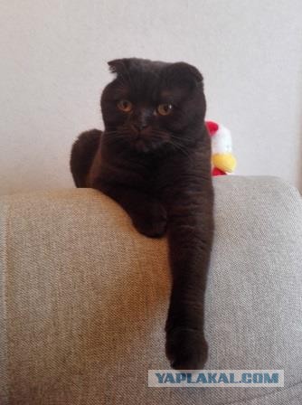 Начнем котоФторник?
