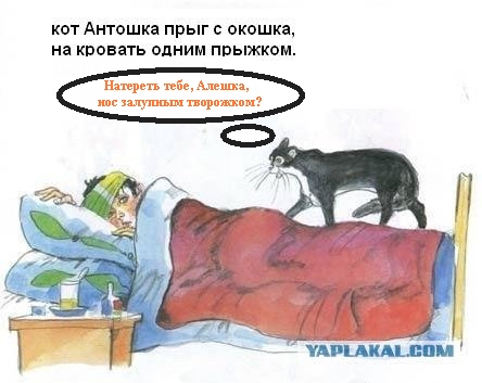 Кот, Антошка и порошок