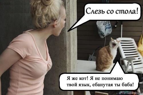 Котик спасся