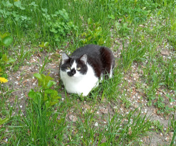 С котовторником!