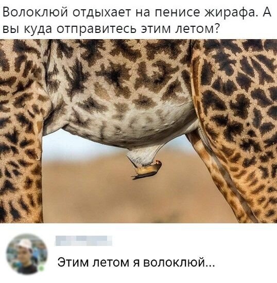 Волоклюй: Спасают от паразитов всех крупных животных в Африке. Однако жестко злоупотребляют полномочиями и лезут куда не надо