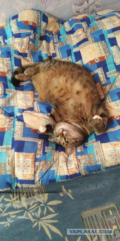 Котовторник 28.09.21