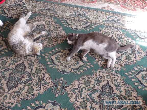 Операция на сердце